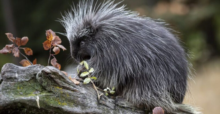 The 12 U.S. States With The Highest Porcupine Populations