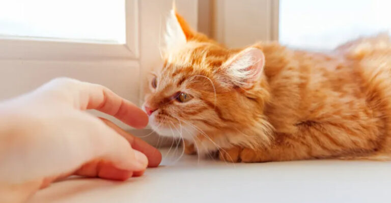 The 15 Amazing Ways Cats Use Their Sense Of Smell
