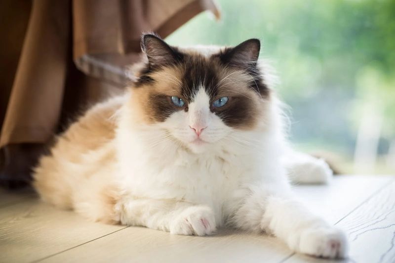 Ragdoll: The Emotional Mirror