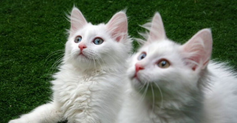 The 15 Best Cat Breeds For Highly Empathetic Owners