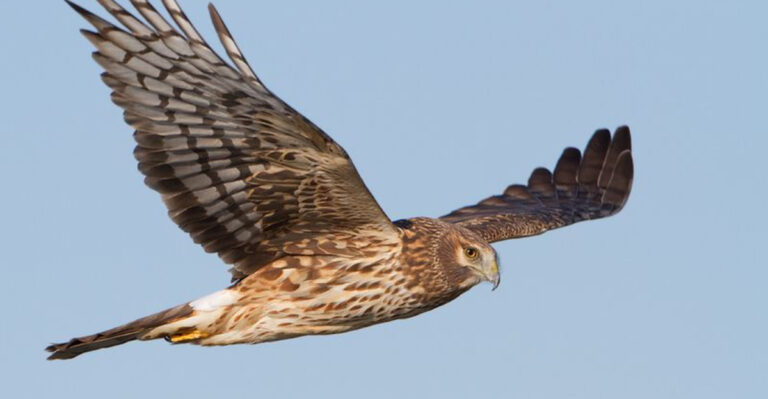The 15 Highest Flying Birds In America
