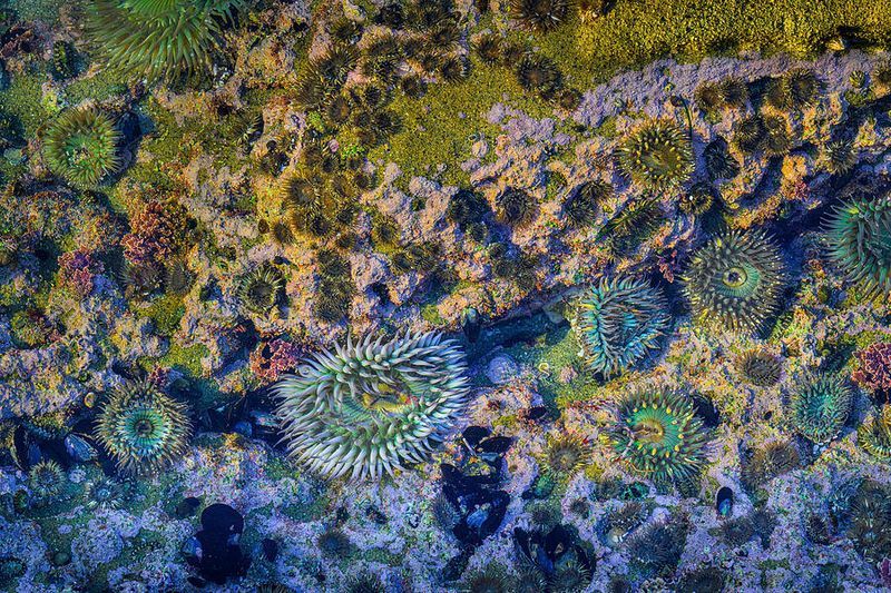 Sea Anemone