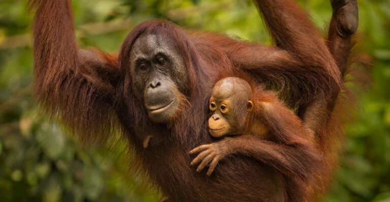 The 15 Most Protective Animal Parents