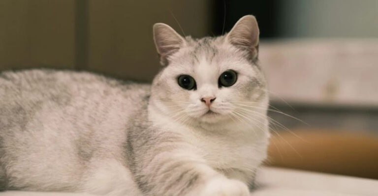 The 15 Tiniest Domestic Cat Breeds
