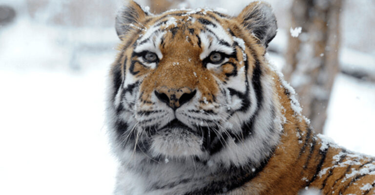 The 15 Ultimate Predators Of The Wild Cat World