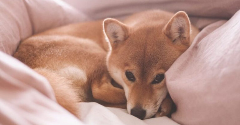 The 16 Best Dog Breeds For Your Quiet, Solo Nights