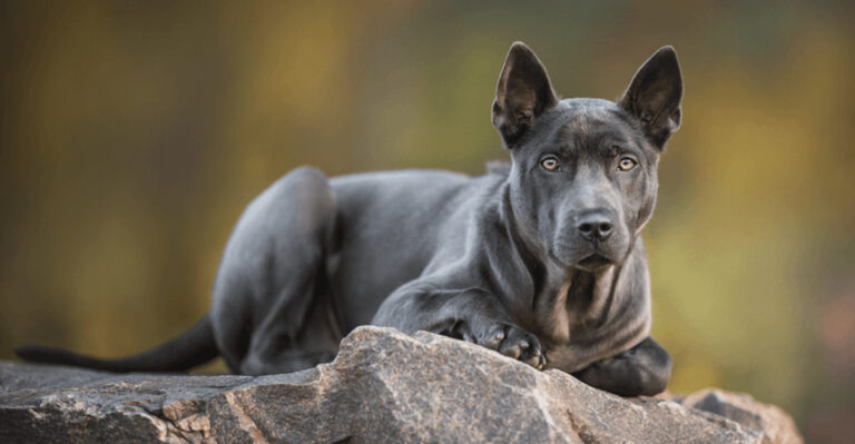 The 16 Most Exotic Dog Breeds In The World