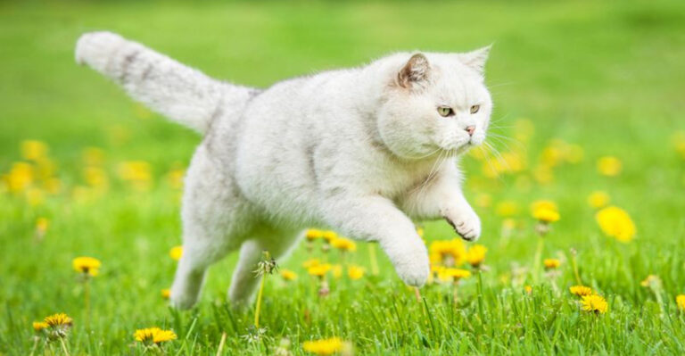The 23 Most Resilient And Healthy Cat Breeds