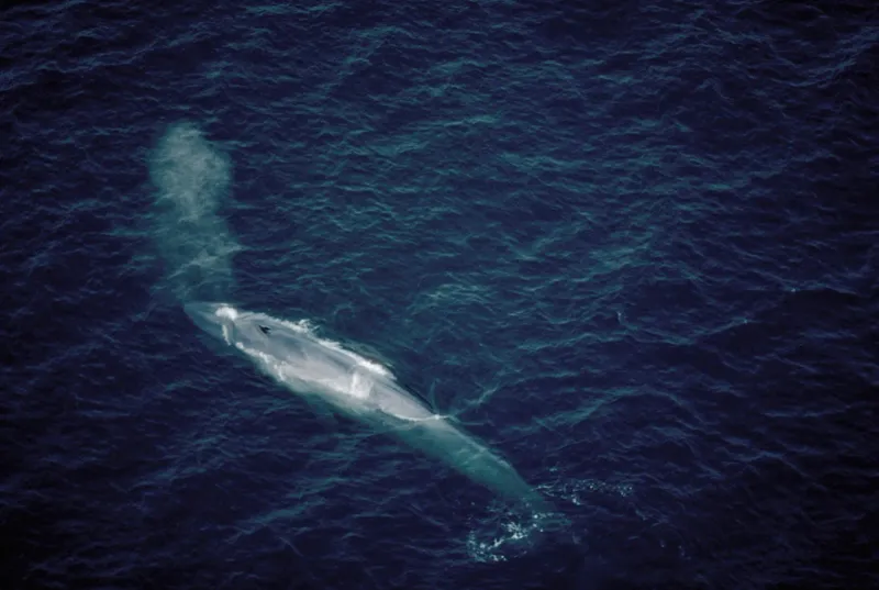 The 52-Hertz Whale