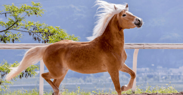 The 8 Fastest Horses (And 8 That Are Built For Hard Work)