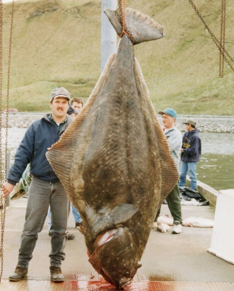 The Pacific Halibut Colossus