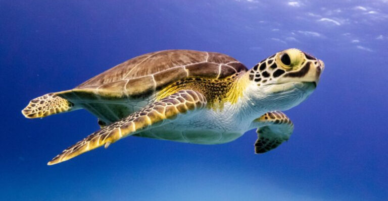 The Armored Survivors: 16 Essential Facts About Turtles