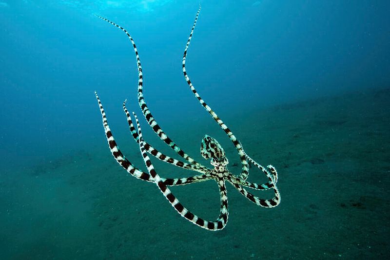 Underwater Acrobatics