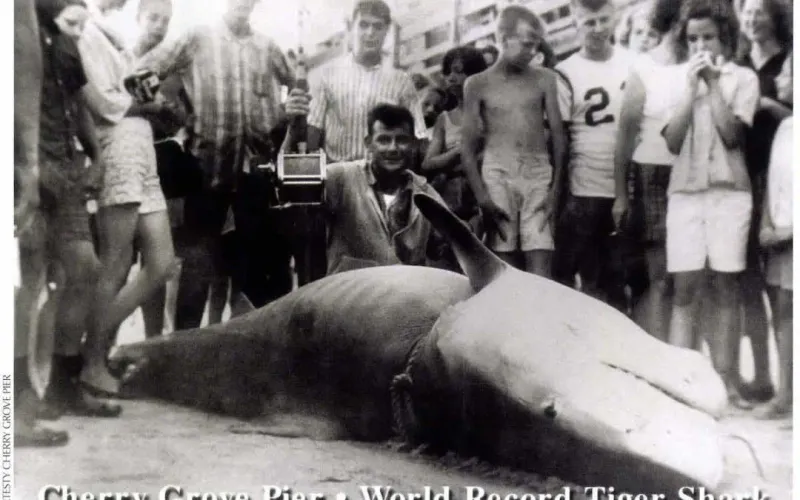 The Tiger Shark Giant
