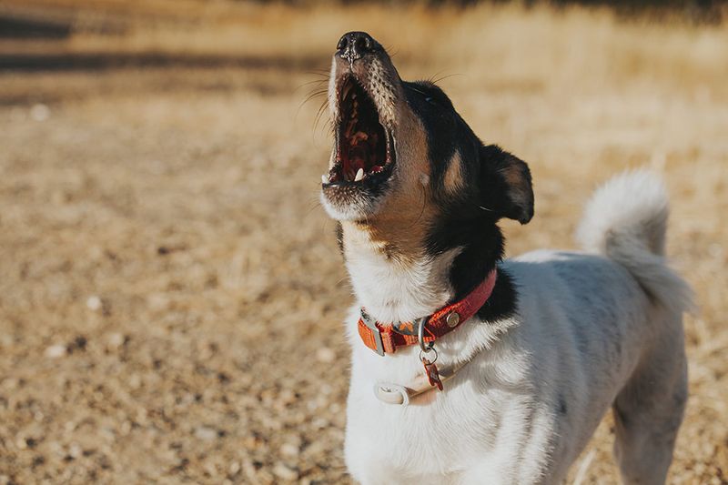 The Startled Reflex Bark