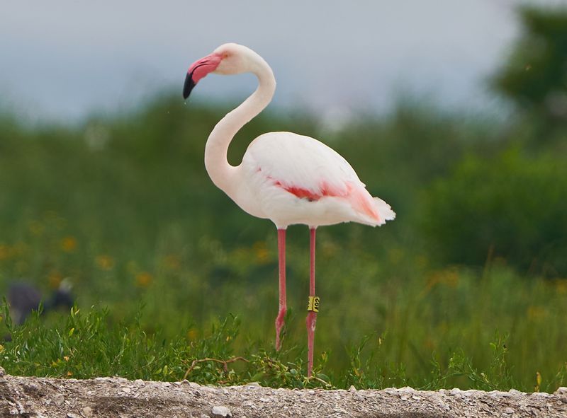 Flamingo On The Run