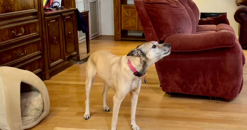 The Senior Cognitive Bark