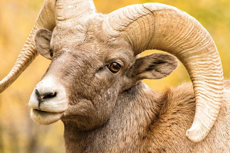 Majestic Horns
