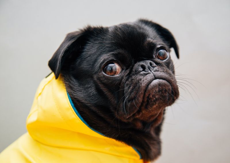 The Squashed-Face Internet Star