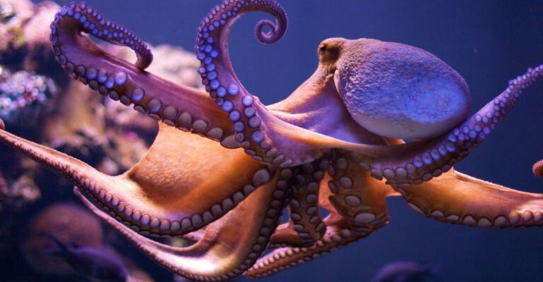 The Chameleon Of The Sea: 16 Incredible Facts About The Octopus