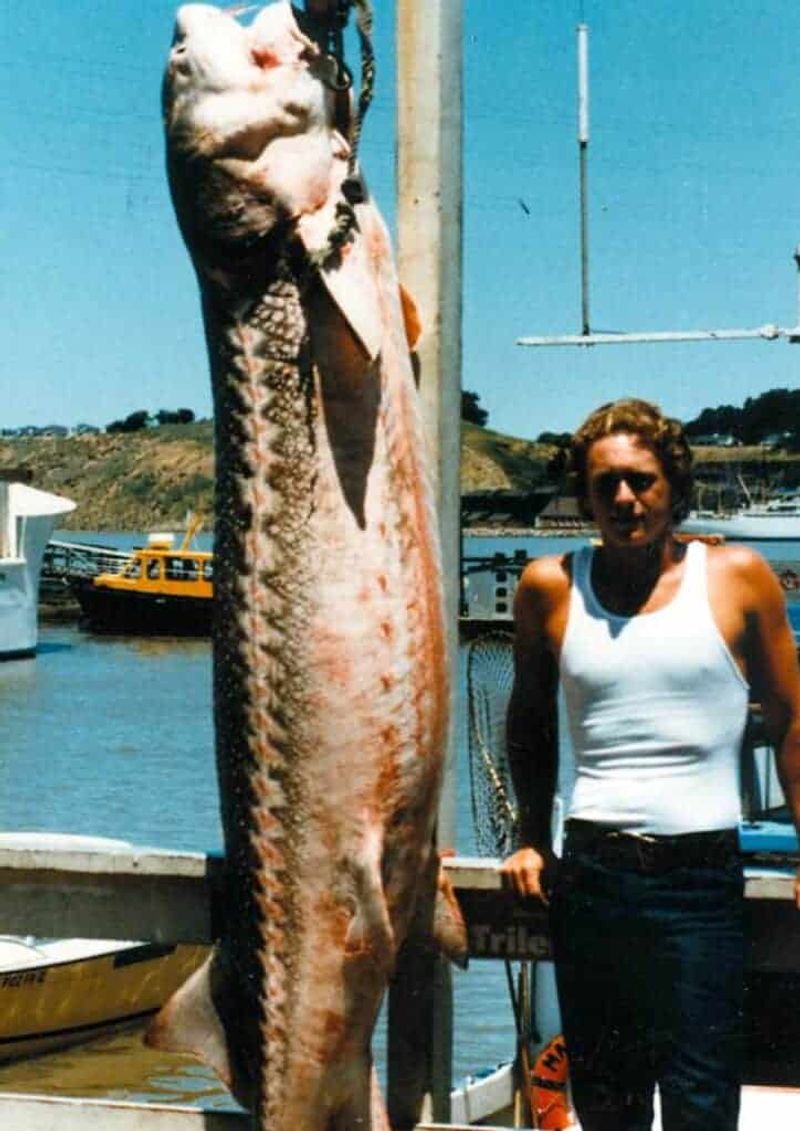 The White Sturgeon Wonder