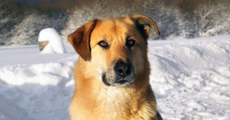 The Chinook: 14 Surprising Facts About This Remarkable Breed