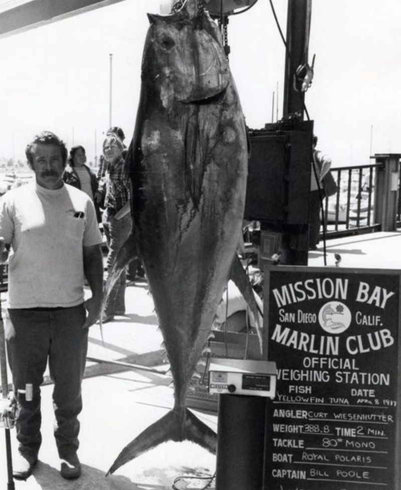 The Yellowfin Tuna Titan
