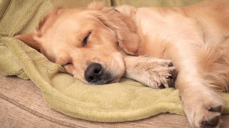 The Dream-State Sleep Bark