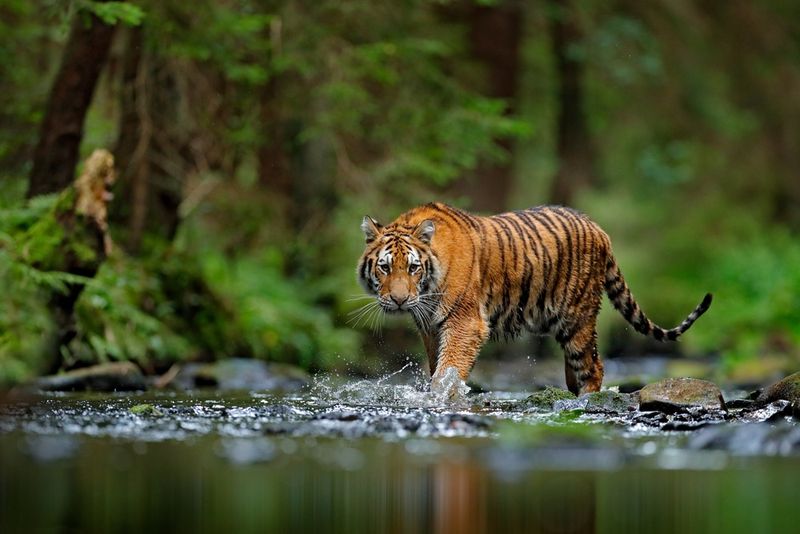 Tigers And The Triple Threat