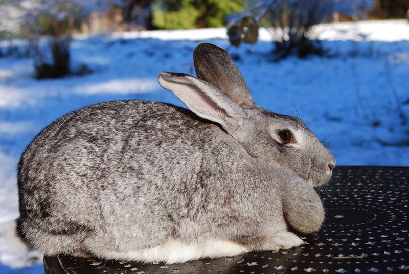 The Rustic Behemoth: American Chinchilla