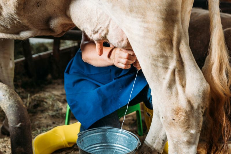 Planning Your Cattle Operation