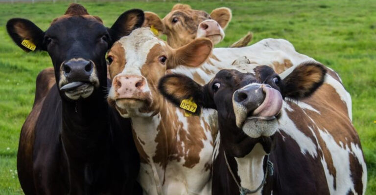 The Complete Guide To Raising Cows On A Farm