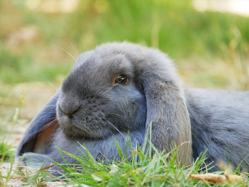 Fluffy Heavyweights: French Lops