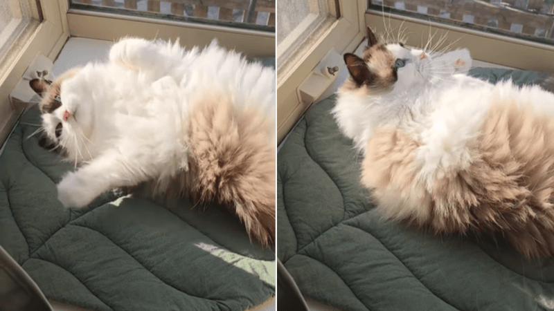The Ultimate Sunbather