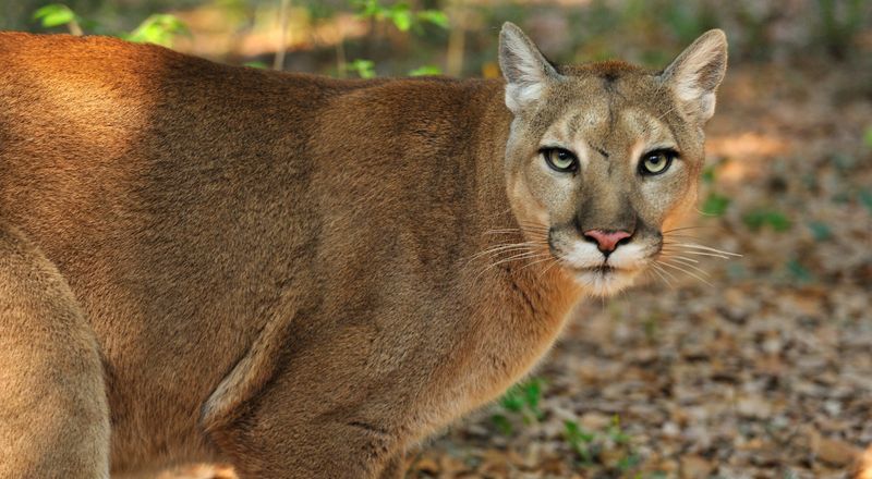The Ghost Cat Of The Everglades