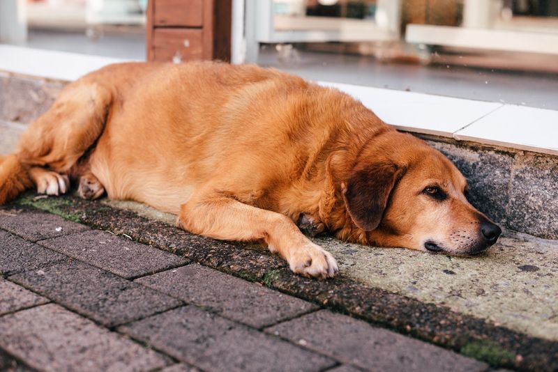 The Pain Or Distress Yelp-Bark
