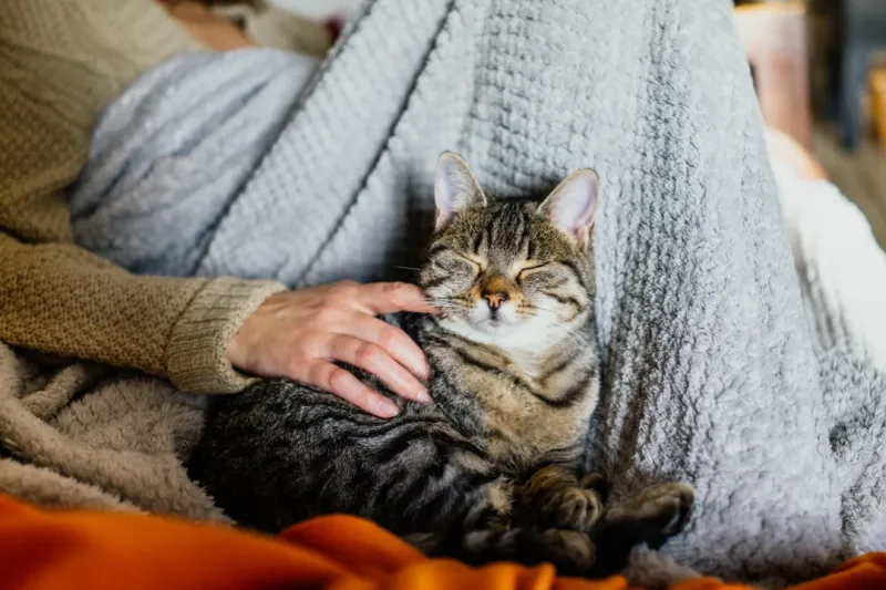 Cats: The Aloof Empaths