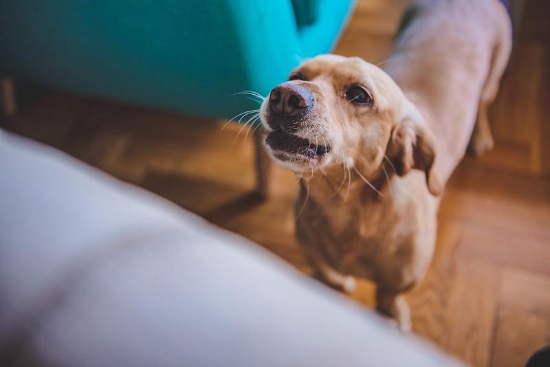 The Demand Bark