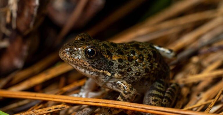 The Dusky Gopher Frog May Disappear Forever In 2025