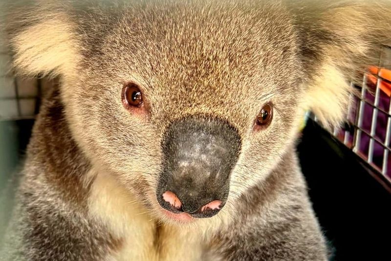 The Koala Train Passenger