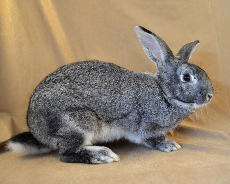 Surprisingly Speedy: Giant Chinchillas