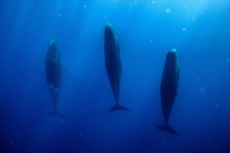 The Enigma Of Whale Sleep