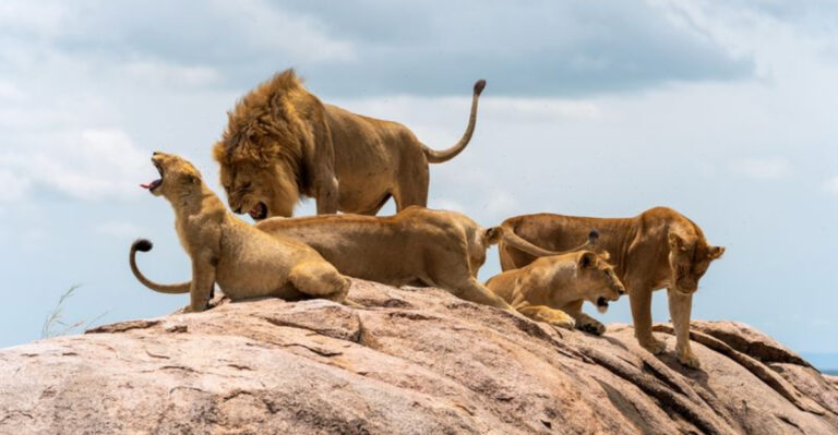 The Evolution Of Lions: Why They’re The Only Social Big Cats
