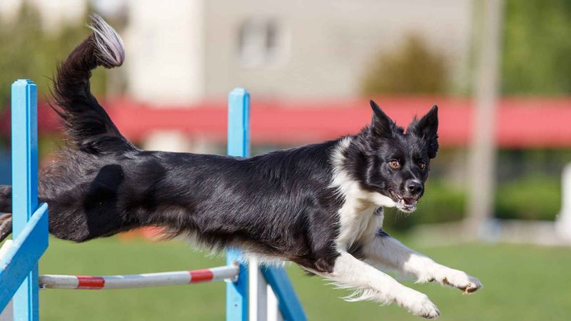 The Elegant Athlete