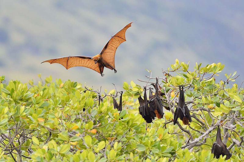 Island Giants of Indonesia