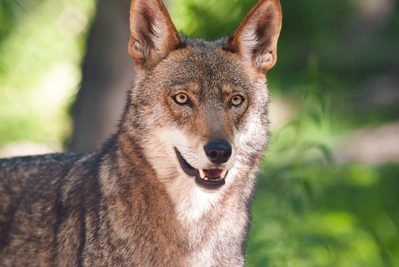 America's Most Endangered Wolf
