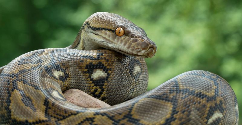 The Giants Of The Serpent World