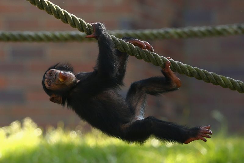 Chimpanzee's Electric Knowledge