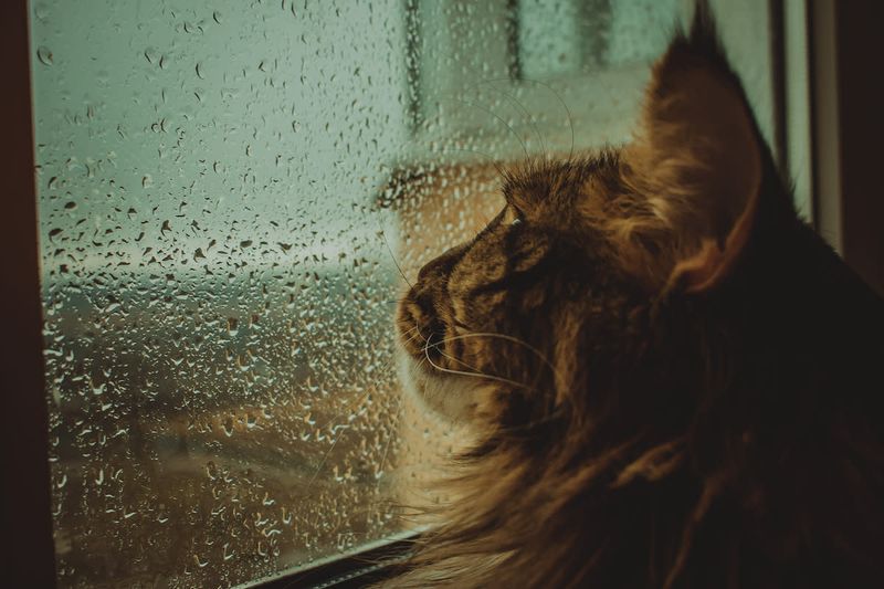 The Weather Forecaster