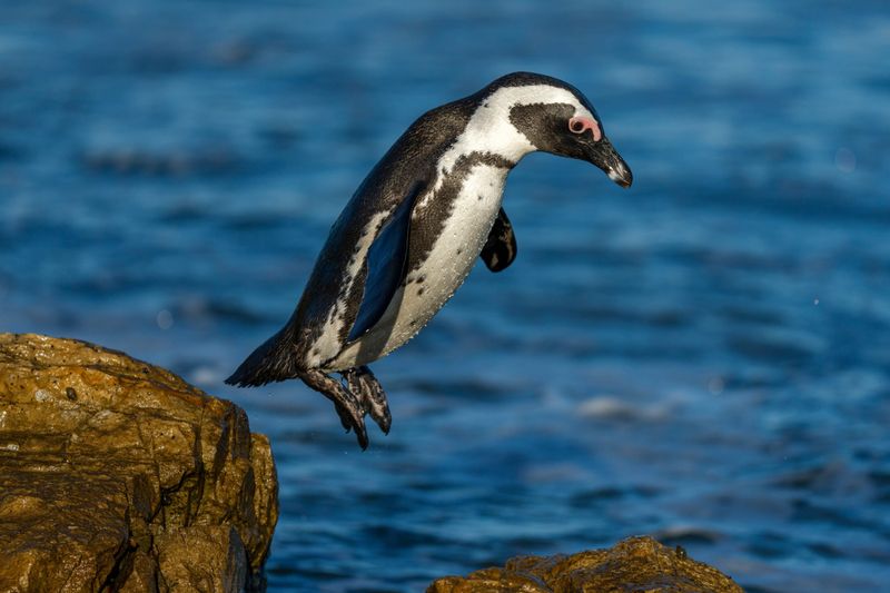 Penguin's Ocean Adventure